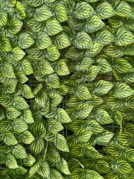 Trees and leaves. Stock Photos