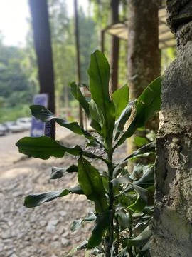 Trees and leaves. Stock Photos