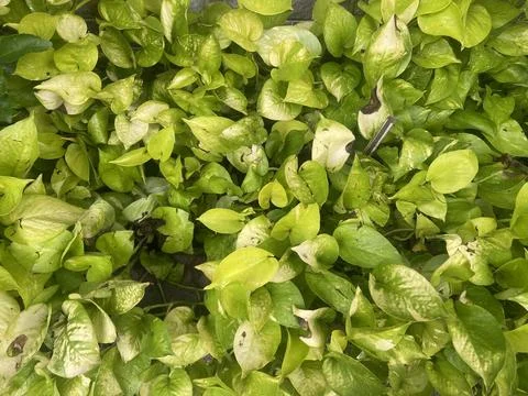 Trees and leaves. Stock Photos