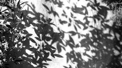 Trees and leaves  shadow on the wall , Chiangmai province Thailand. Stock Footage 258872297