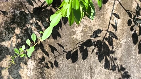 Trees and leaves  shadow on the wall , Chiangmai province Thailand. Stock Footage 295269671