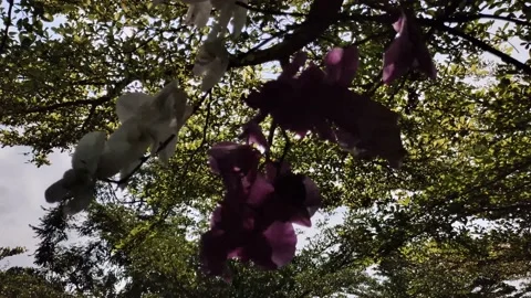 Trees and leaves swaying in the wind Stock Footage 150213408