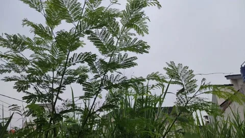 Trees and leaves swaying in the wind Stock Footage 153474255