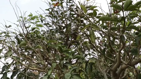 Trees and leaves in the wind Stock Footage 92934860