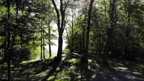 Trees and Light flares in the forest Video stock 170851728