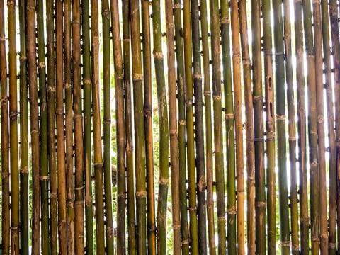 Trees and lighting behide the Bamboo patition Fotos de archivo