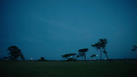 Trees and lights at dusk Stock Footage 110077614