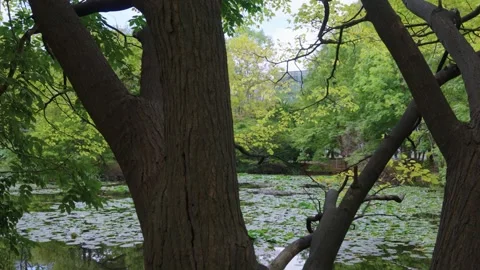 Trees and Lily Pond in Sapporo Botanic Gardens, Autumn in Japan Vídeo Stock 336687675
