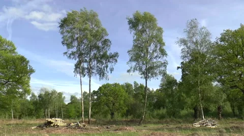 Trees And Logging Time lapse Stock Footage 50011901