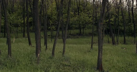 Trees and lots of greenery in a park, forest at sunset. Stock Footage 133121349