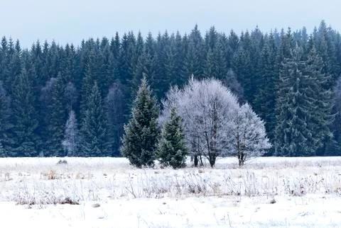 Trees and meadow Stock Photos