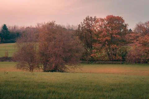 Trees and meadows in fall Stock Photos