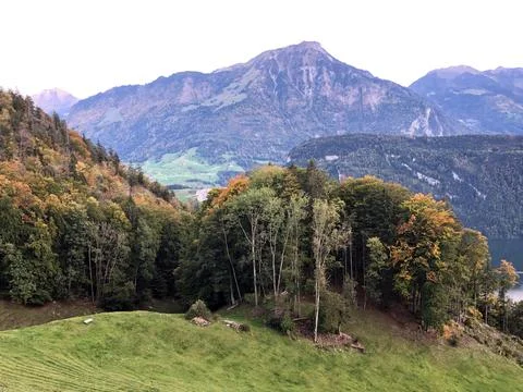Trees and mixed forests over the Lake Lucerne or Vierwaldstaetersee lake Stock Photos