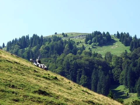 Trees and mixed forests of the slopes of Alpstein mountain range - Switzerland Stock Photos