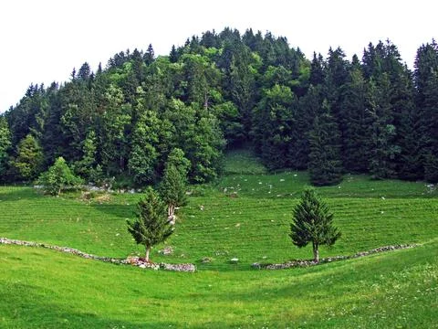 Trees and mixed forests of the slopes of Alpstein mountain range - Switzerland Stock Photos