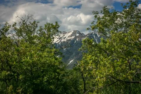 Trees and Mountain Foto stock