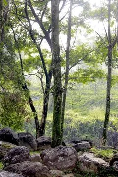 Trees and mountain rocks Stock Photos