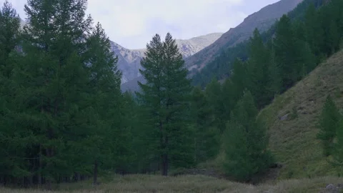 Trees and mountains in the evening Stock Footage 171730367