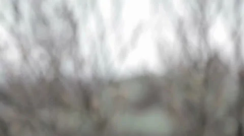 Trees and Mountains Video stock 31038972