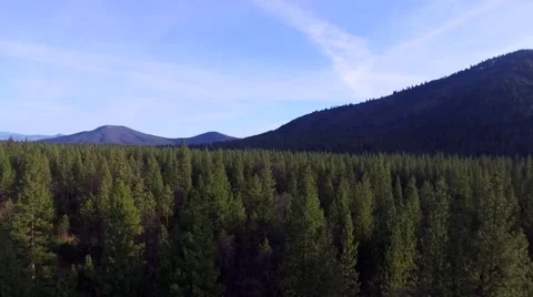 Trees and Mountains Stock Footage