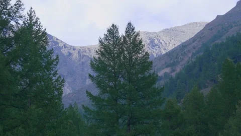 Trees and mountains Stock Footage 171730472