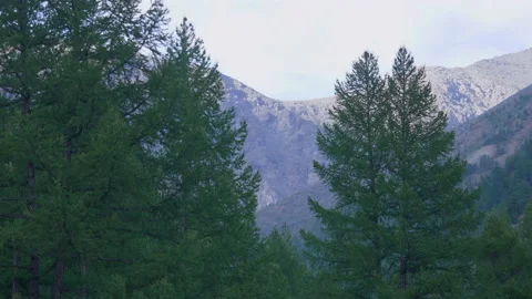 Trees and mountains Stock Footage 171730752