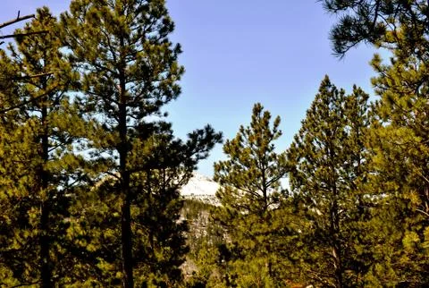 Trees and mountains 写真素材