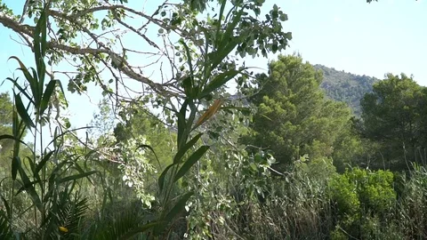 Trees and nature Stock Footage 128349583