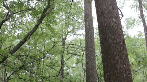 Trees and Nature in Highlands Hammock Park South Florida Stock Footage 76356136