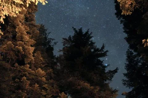 Trees and the night sky Stock Photos