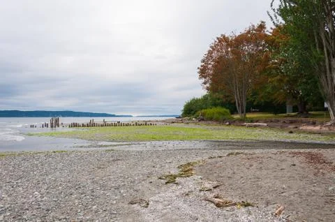 Trees and ocean Stock Photos