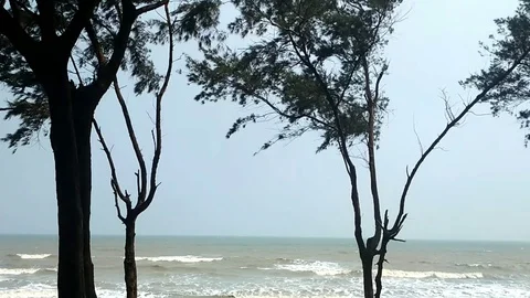 Trees and Ocean waves at slow motion Stock Footage 108330996