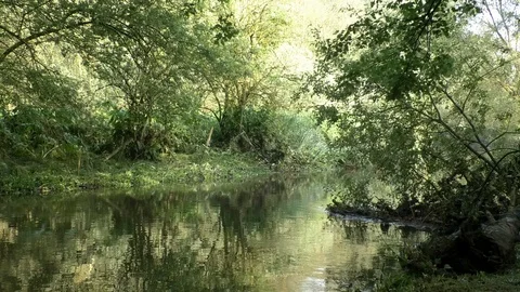 Trees and other flora reflecting in the water surface of the small stream Lauter Stock Footage 90440906