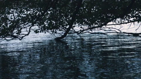 Trees in and over the water in the evening with reflection in the water Stock Footage 131321776