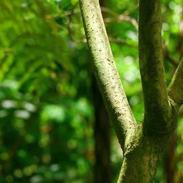 Trees and palm in the jungle Stock-Fotos