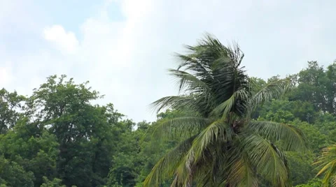 Trees and Palm Trees Blowing in the Wind Stock Footage 8666029