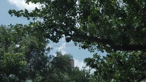 Trees and Palm Trees on blue sky with clouds in Miami Beach. Car Driving point Stock Footage 110769735