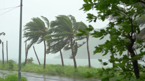 Trees and Palm trees under heavy rain and very strong wind. Tropical storm Stock Footage 144672041