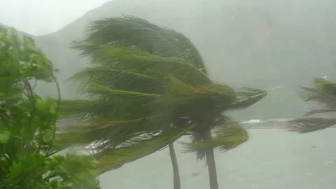 Trees and Palm trees under heavy rain and very strong wind. Shot through a rain Stock Footage 144739465
