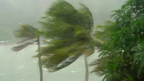 Trees and Palm trees under heavy rain and very strong wind. Shot through a rain 動画素材 144739888