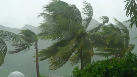 Trees and palm trees under heavy rain and very strong wind. Shot through a rain Stock Footage 144795997