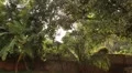 Trees and palms in Sri Lanka HD Footage