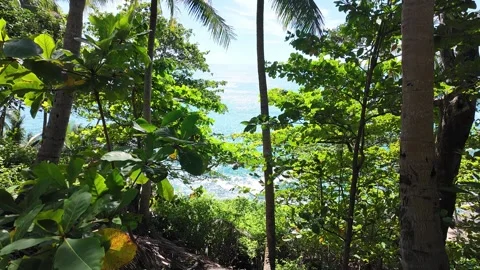 Trees and palms. View from below to the sky Video stock 296814408
