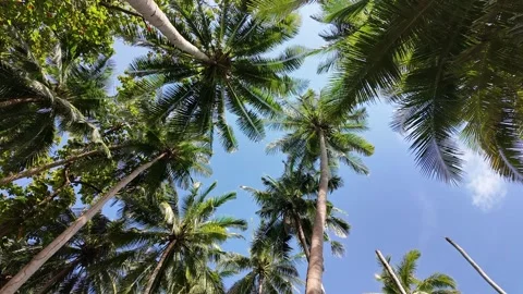 Trees and palms. View from below to the sky Stock Footage 296815099