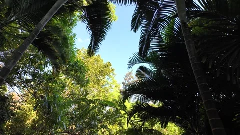 Trees and palms. View from below to the sky Video stock 296815254