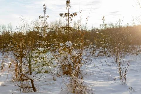 Trees and park during Winter season Stock Photos