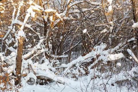 Trees and park during Winter season Stock Photos