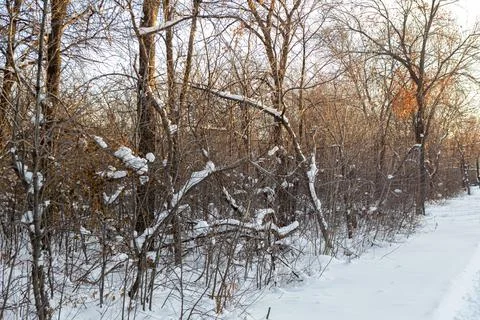Trees and park during Winter season Stock Photos