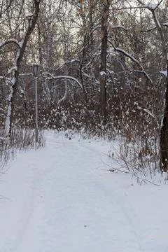Trees and park during Winter season Stock Photos