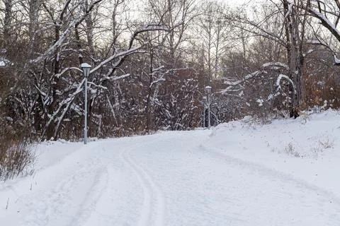 Trees and park during Winter season Stock Photos